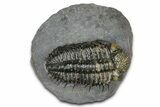 Super Spiny Drotops Armatus Trilobite - Morocco #381563-3